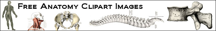 Anatomy Clipart Images