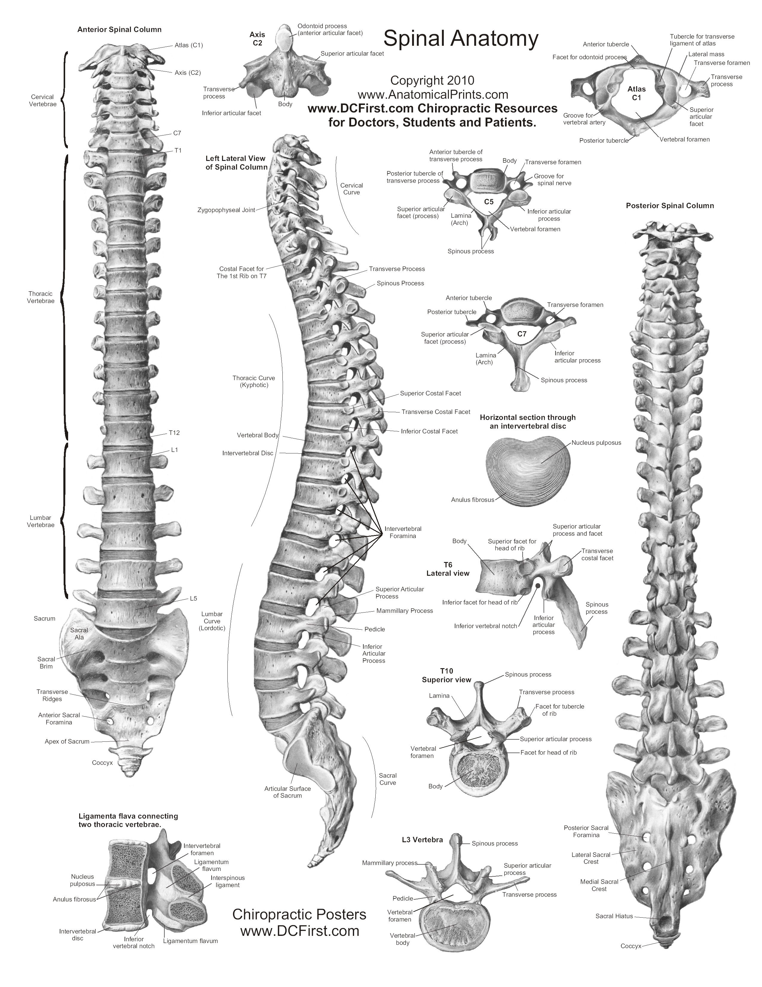 printable-free-anatomy-study-guides