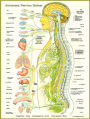Autonomic Nervous System Poster 