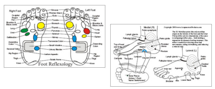 Foot Reflexology Laminated Card