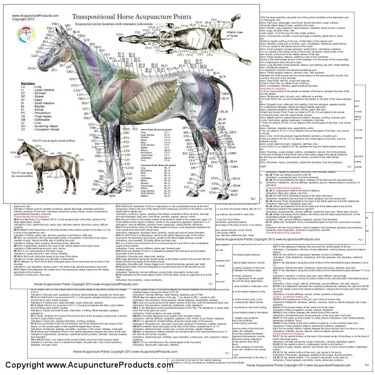 Horse Acupuncture Laminated Chart