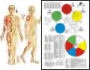 Acupuncture Charts