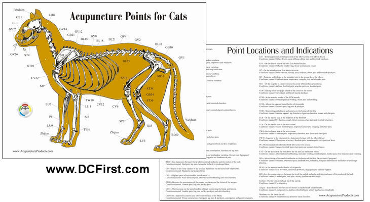 Cat Acupuncture Laminated Chart
