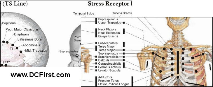 Applied Kinesiology