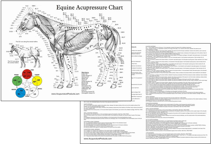 Horse Acupuncture Laminated Chart