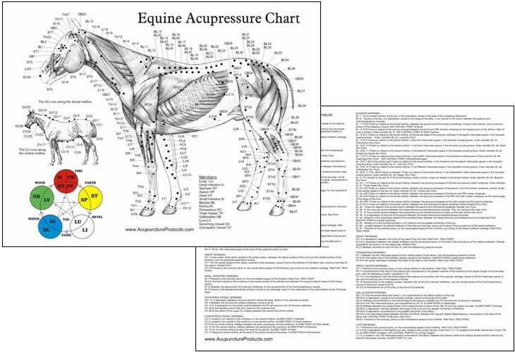 Horse Nerves