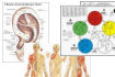 Acupuncture Charts