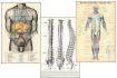 Spinal, surface and muscle anatomy posters