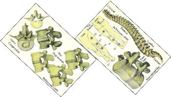 Chiropractic Patient Education Wallet Card