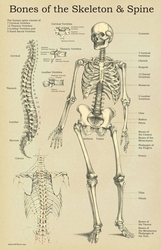 Skeleton Spine Poster
