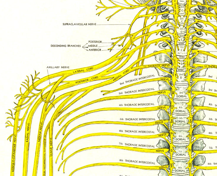 Spinal Nerves and Subluxations Poster