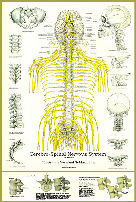 Subluxations & Spinal Nerves Poster