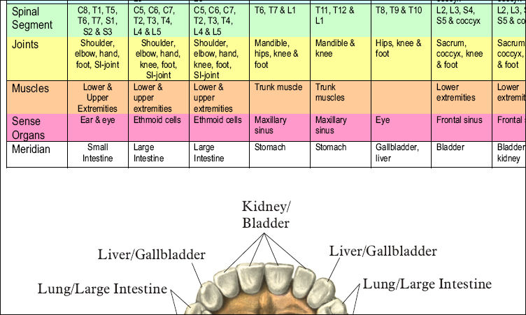 Dental Acupuncture Meridian Poster