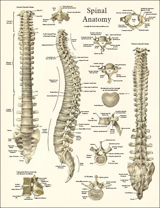 Spinal Anatomy Poster
