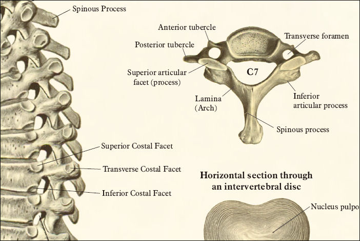 Spinal Anatomy Poster