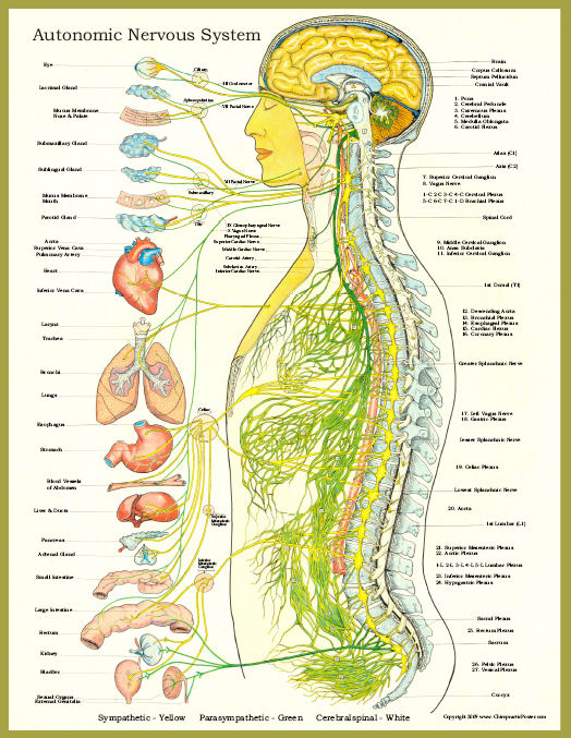 Autonomic Nervous System Poster