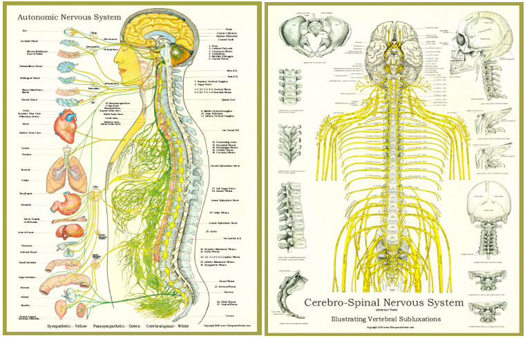 Spinal Nerves and Autonomic Poster