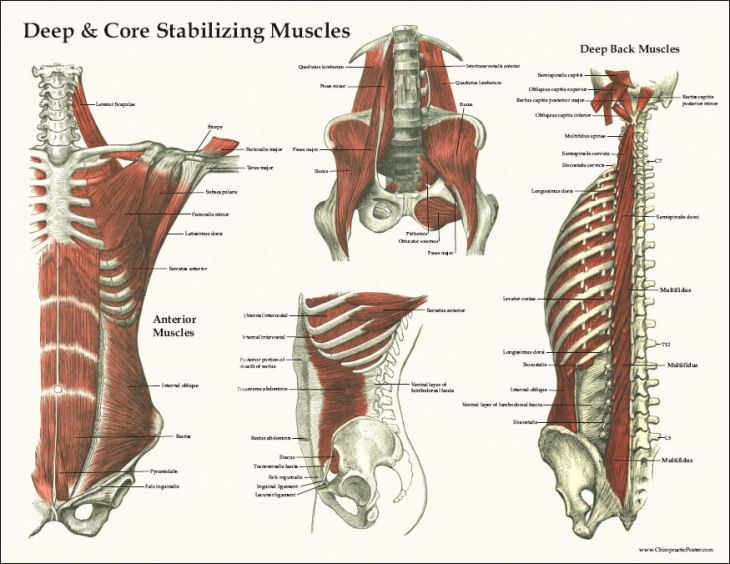 Muscle Anatomy Posters