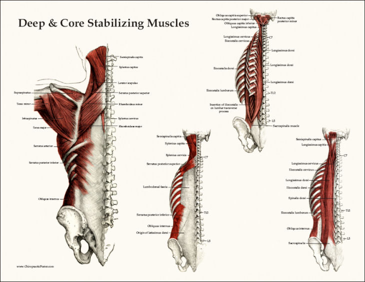 Muscle Anatomy Posters
