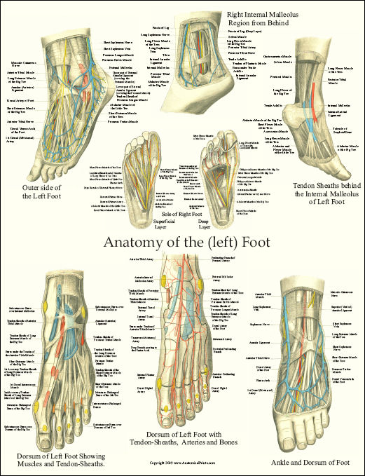 Foot Anatomy Laminated Poster 17