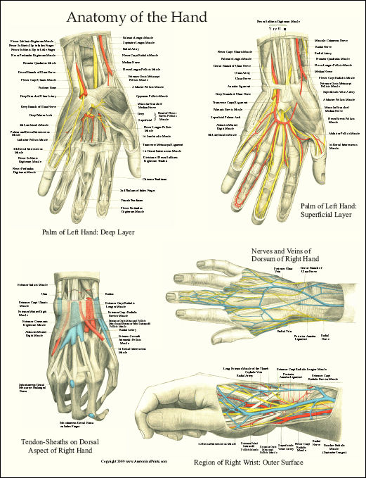 Hand Anatomy Laminated Poster 17