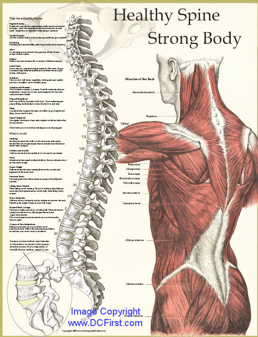 Healthy Spine / Strong Body Poster