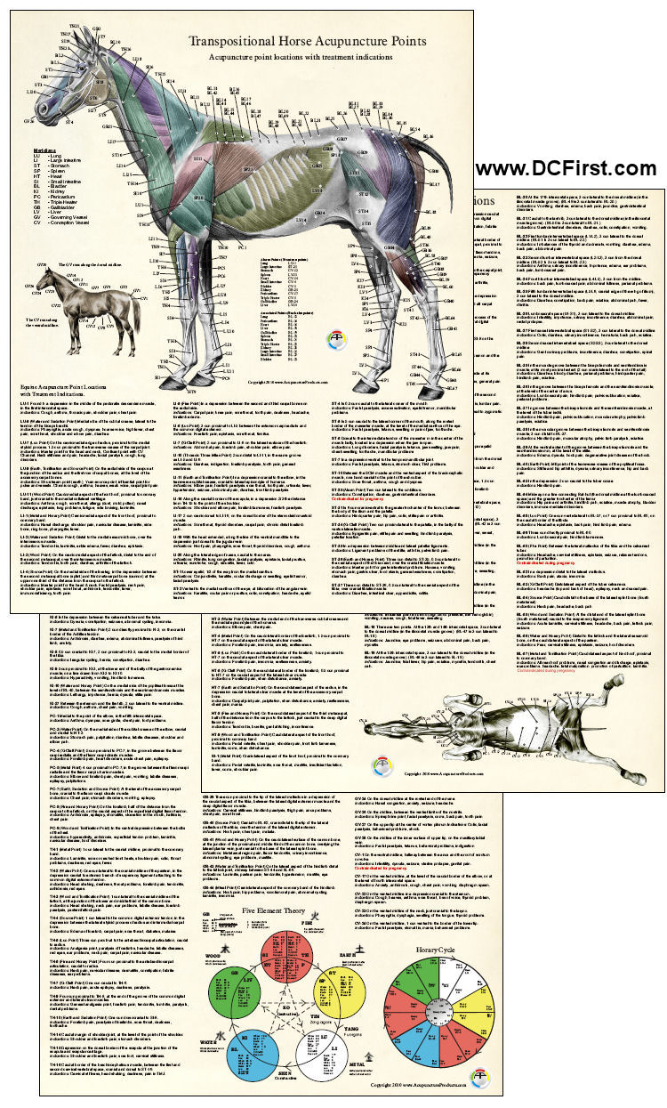Horse Acupuncture Laminated Posters