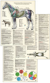 Horse Anatomy Poster