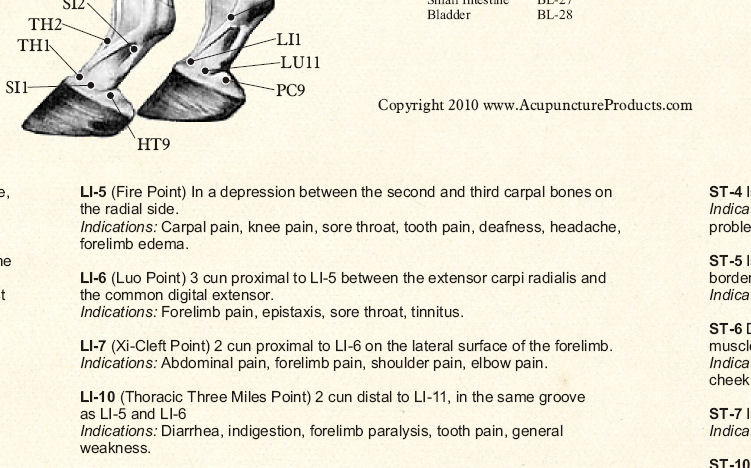 Equine Acupuncture