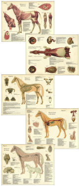 Horse Anatomy Posters