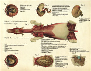 Horse Anatomy Poster - Plate 2 Muscles and Organs