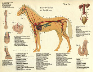 Horse Anatomy Poster - Plate 4 Blood Vessels