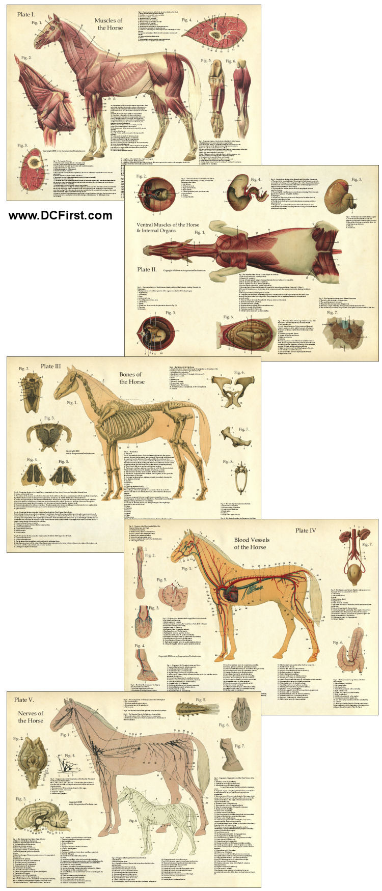 Horse Anatomy Laminated Poster Set