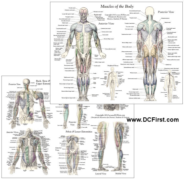 Muscle Anatomy Chart