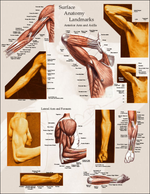 muscles of arm. Arm muscle surface anatomy