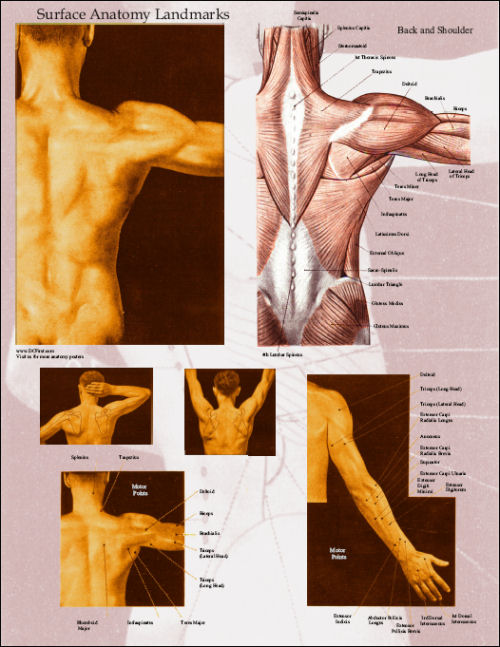 Muscle surface anatony
