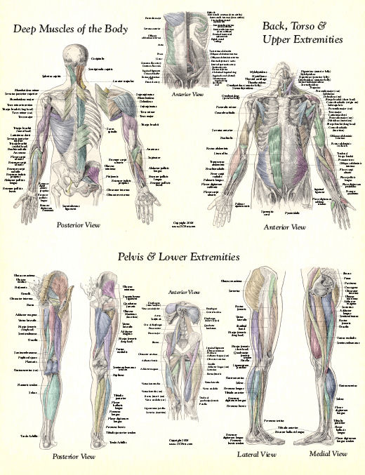 Muscle Anatomy Posters
