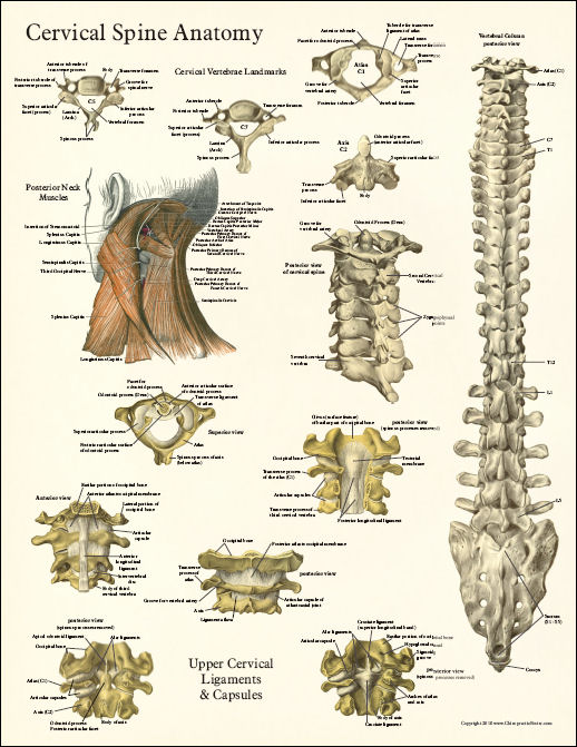 Cervical Spine Anatomy Poster