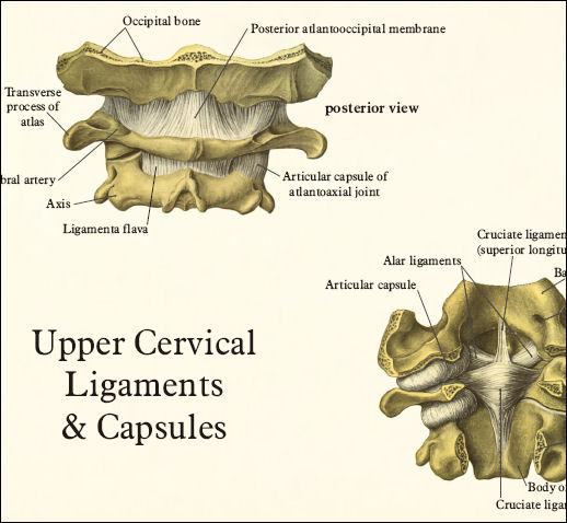 Spine Anatomy Posters