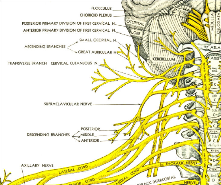 Spinal Nerves and Chiropractic Subluxations Poster