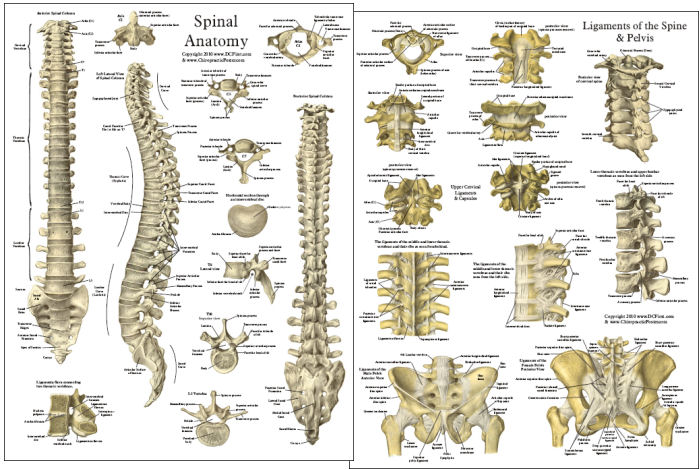 Sclerotome Chart