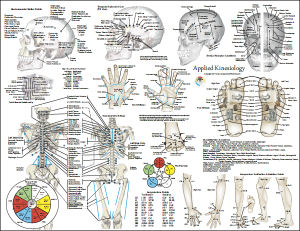 Applied Kinesiology Poster