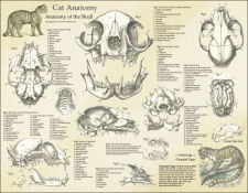 Cat Anatomy Poster