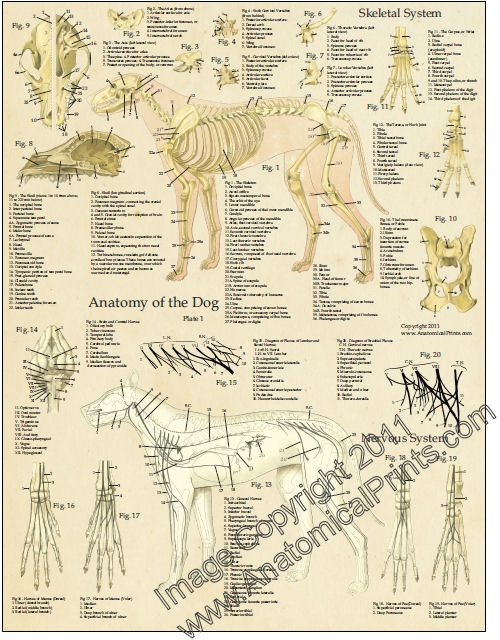 Dog Anatomy Laminated Poster Set
