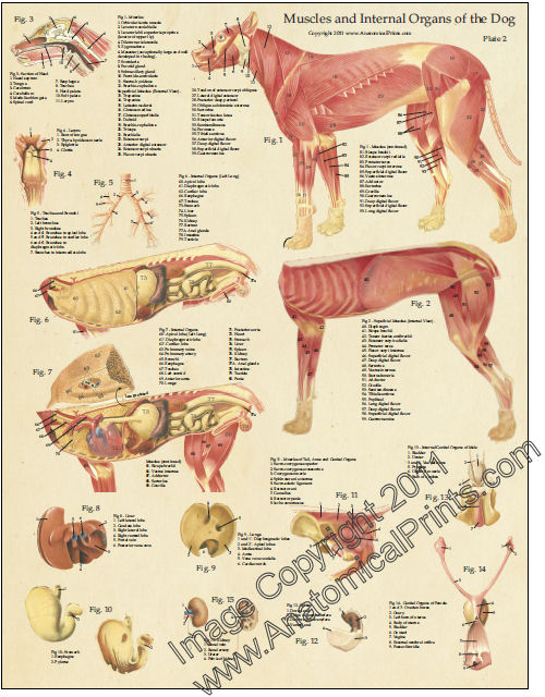 Dog Anatomy Laminated Poster Set