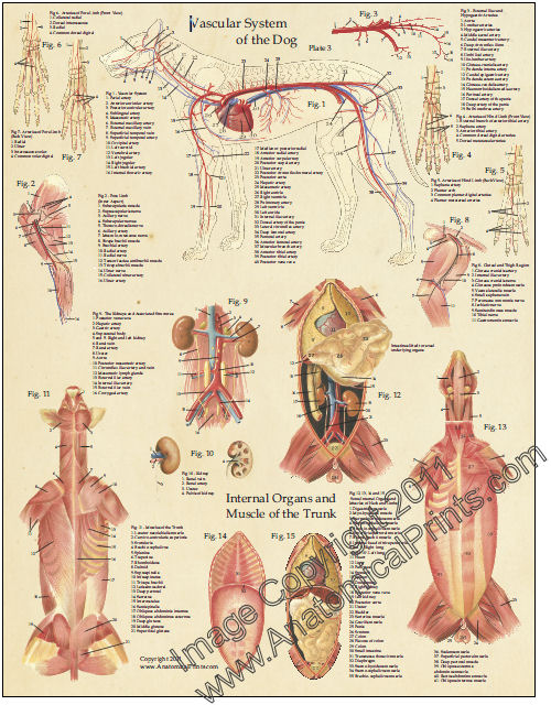 Dog Anatomy Laminated Poster Set