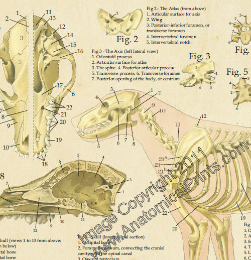 Dog Anatomy Laminated Poster Set