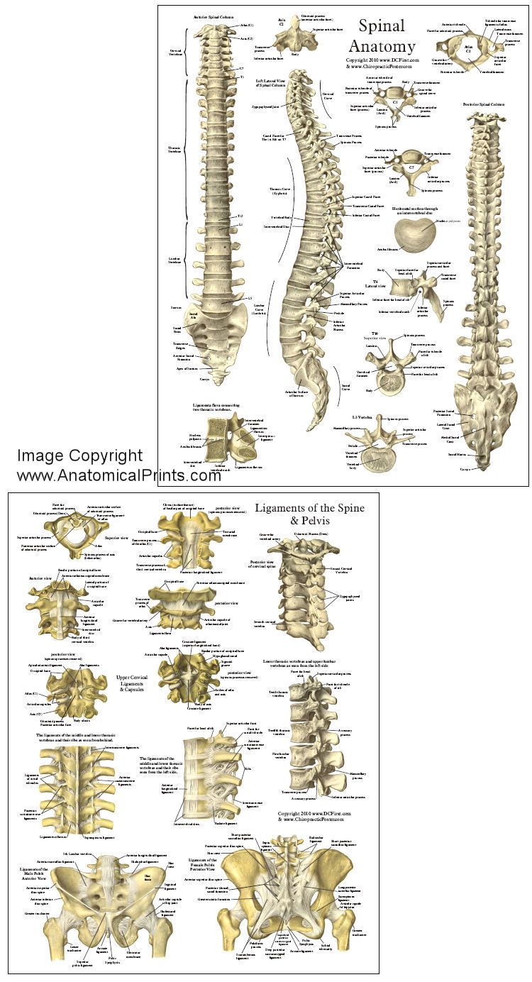 Spinal Anatomy Chart