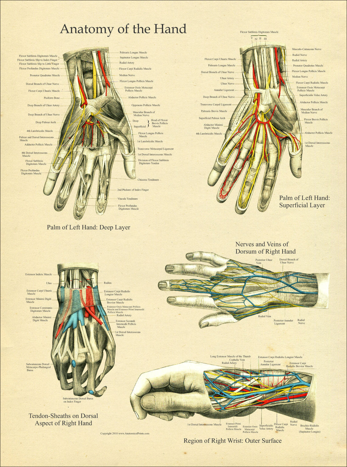 Hand Anatomy Poster