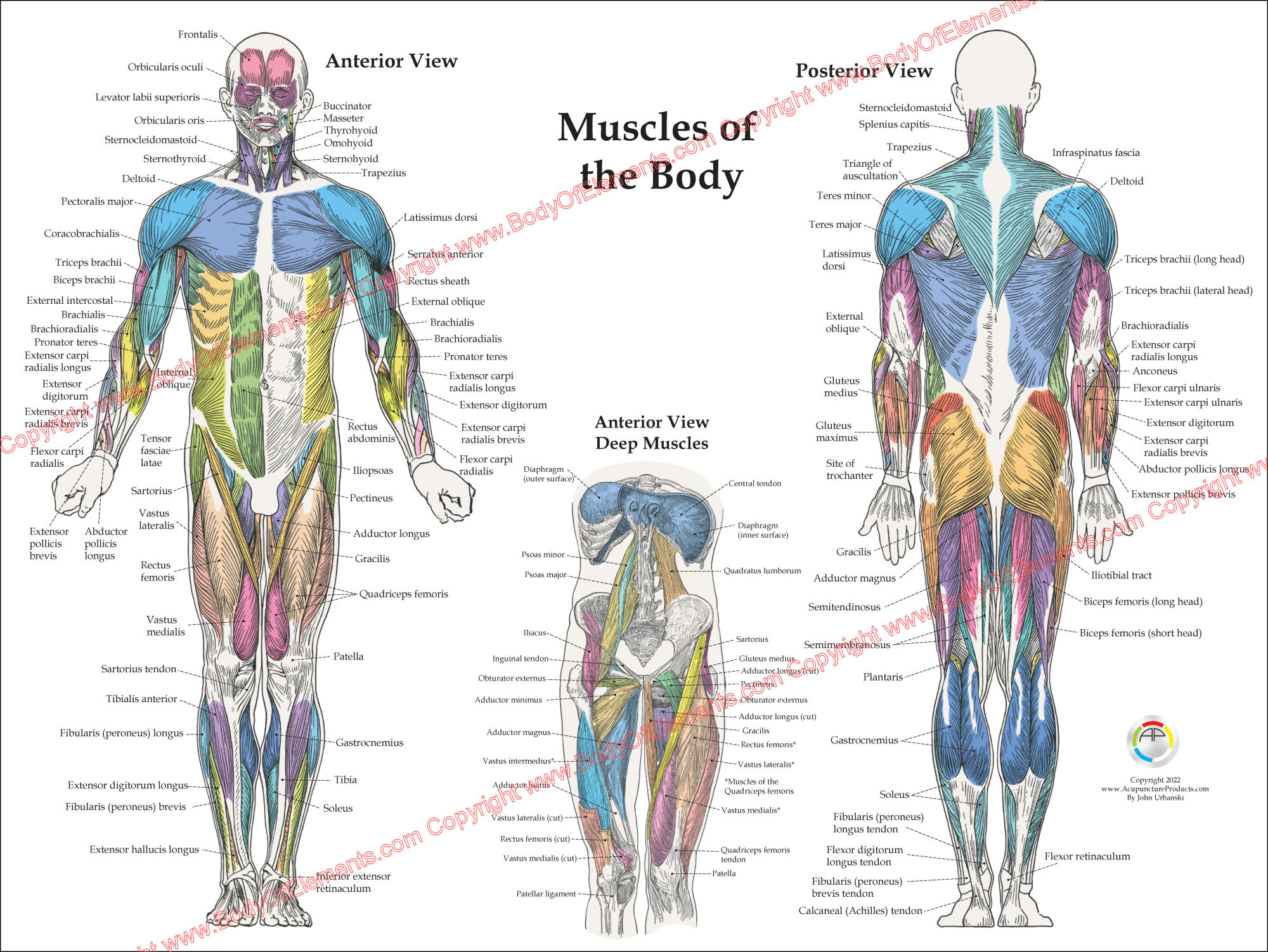 Muscle Anatomy Posters